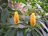 Pachystachys Lutea (Perou) (fam Acanthacees) (01) (Photo F. Mrugala)